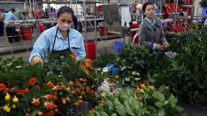 Vietnam's flower export turnover surpasses US$100 million mark